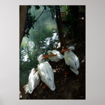 Sprekende Pelikanen - de Druk van de Kunst Posters