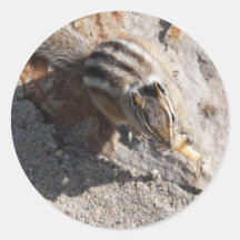 squirel etend sticker