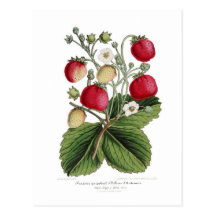 Stawberry Cartes Postales