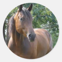 Sticker van het Paard van de baai de Volbloed-