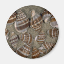 Stolatus Shell van Nassarius Magneet