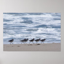 Strandlopers op Strand Posters