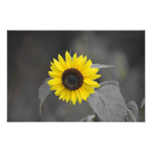 Sun flower  tirage photo