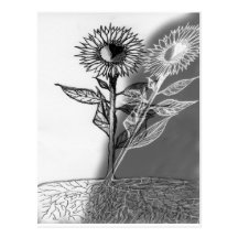 Sun flowerBW.jpg Cartes Postales