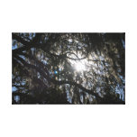 Sun par les branches a enveloppé la toile toiles tendues