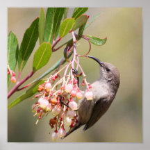 Sunbird Posters