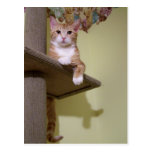 sur l'arbre de chat cartes postales