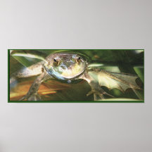 Sur l'étang poster