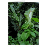 Survie tropicale cartes de vœux