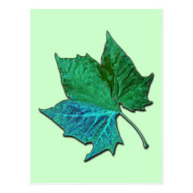 Sycomore bleu carte postale