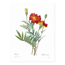 Tagetes Carte Postale