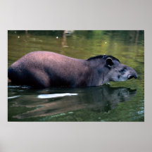 Tapir brésilien (terrestris de Tapirus) Affiche