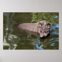 Tapir brésilien (terrestris de Tapirus) Affiches