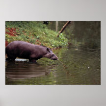 Tapir brésilien (terrestris de Tapirus) Posters