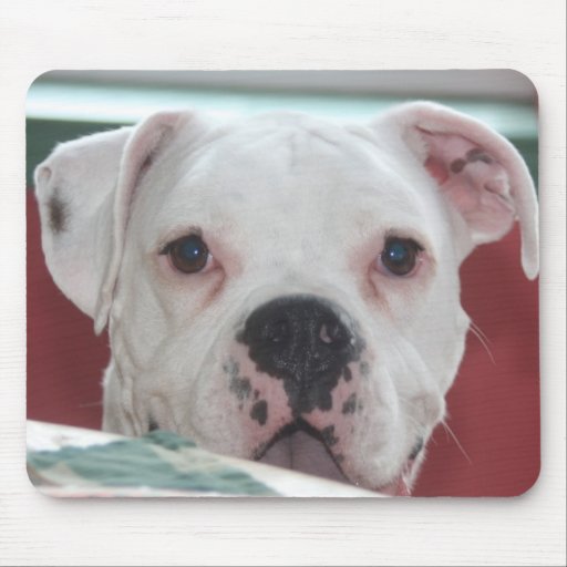 Tapis de souris blanc de photo de chien de boxeur