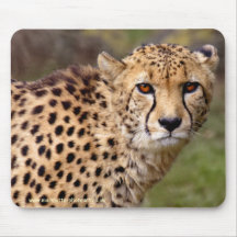 Tapis de souris de guépard