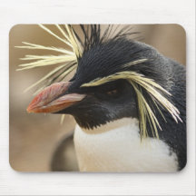Tapis de souris de pingouin de Rockhopper