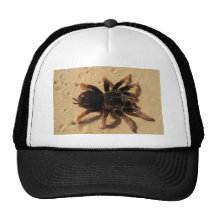 Tarentule rose mexicaine casquettes