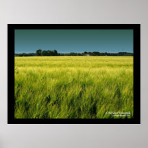 Tarwe Posters