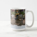 TASSE - dans la fenêtre de magasin - St Remy Franc