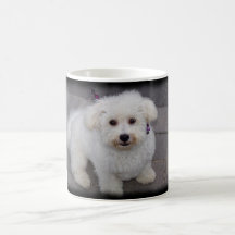 tasse de bichon