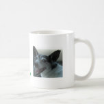 Tasse de café de Rat terrier