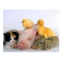 Temps de petit somme pour les animaux carte postale