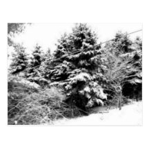 Terre de merveille d'hiver carte postale