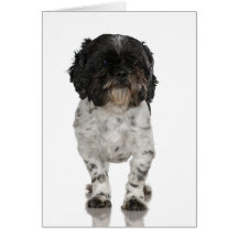 Terrier Cartes De Vœux