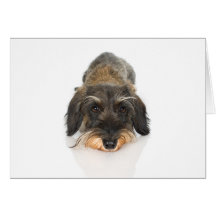 Terrier Cartes De Vœux