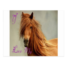 TETE CHEVAL.png Cartes Postales