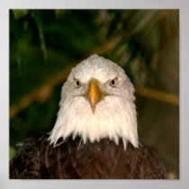 Tête d'Eagle chauve sur la conception de photograp