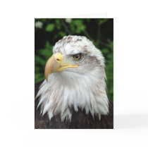 Tête d'un oiseau de proie