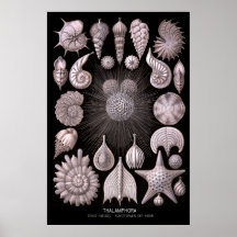 Thalamphora - Bord 2 - Kunstformen der Natur Afdruk
