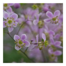 Thalictrum Faire-parts