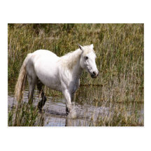 The Wild Horse of Camargues Carte Postale