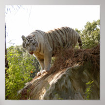 Tigre blanc 013 posters
