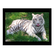 Tigre blanc avec des yeux bleus léchant le nez cartes postales