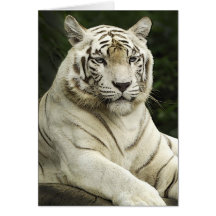 tigre carte de vœux