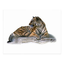 Tigre, reposant cartes postales