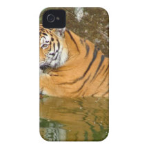 Tigre sur l'eau étui iPhone 4