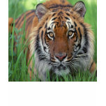 Tigre T-shirt