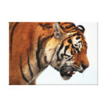 Tijger op het jachtposter stretched canvas afdrukken