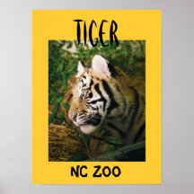 Tijger Posters