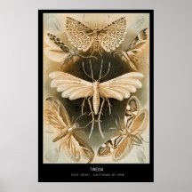 Tineida - Bord 58 - Kunstformen der Natur Plaat