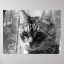 Tink R Bell : Chaton tigré Posters