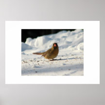 Toile cardinale femelle affiches