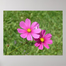 Toile de photo de paires de cosmos poster