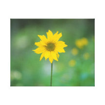 Toile enveloppée par fleur sauvage jaune de tourne impressions sur toile