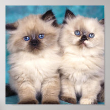 Toile mignonne de chaton posters